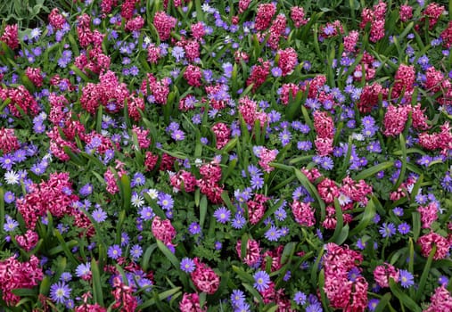 Blue Shades Anemones and Pink Pearl Hyacinths blooming in a garden