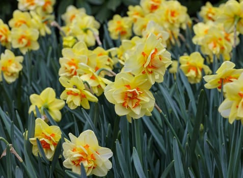 yellow daffodils flowers blooming in a garden