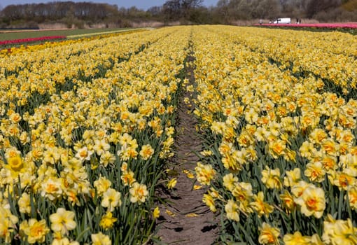 Fields of blooming yellow daffodils near Lisse in the Netherlands