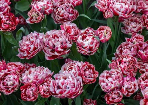 White and red tulip called 530-SL-05-3. Double Early group. Tulips are divided into groups that are defined by their flower features