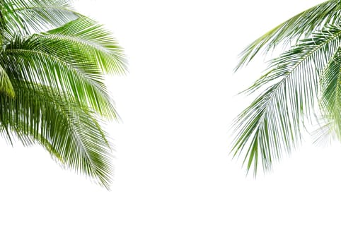 Green leave of coconut palm tree isolated on white background