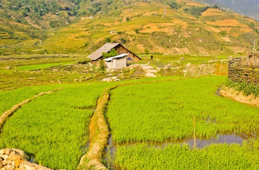 Scenic of rice crops in Sapa, Vietnam