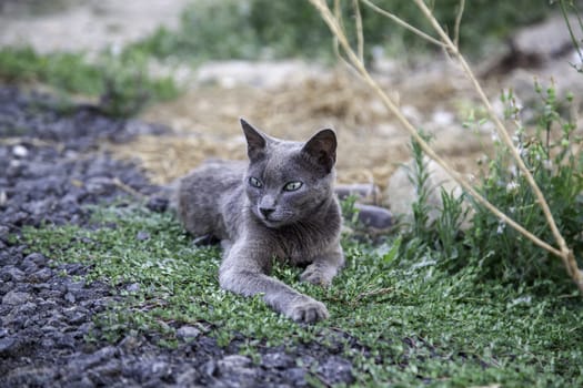 Detail of cat abandoned and alone on the street, animal abuse