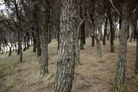 Detail of forest on a mountain in a forest in Spain, nature