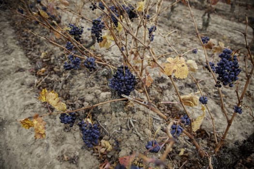 Detail of fresh fruit in a field, wine industry