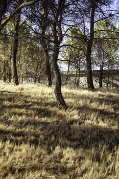 Detail of forest on a mountain in a forest in Spain, nature