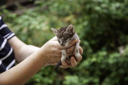Detail of cat abandoned and alone on the street, animal abuse