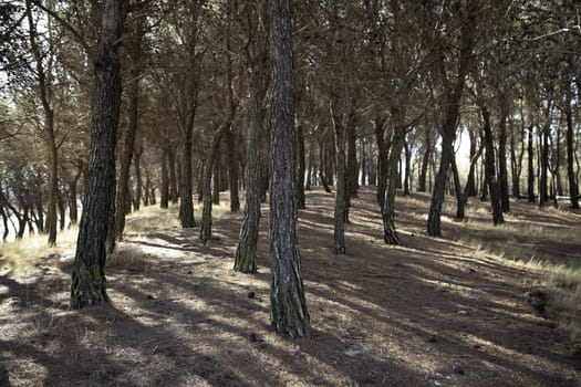 Detail of forest on a mountain in a forest in Spain, nature