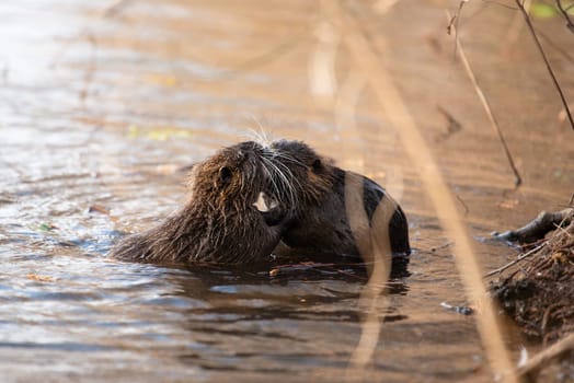 Nutria, coypu herbivorous, semiaquatic rodent member of the family Myocastoridae on the riverbed, baby animals, habintant wetlands, river rat