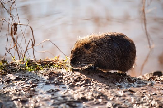 Nutria, coypu herbivorous, semiaquatic rodent member of the family Myocastoridae on the riverbed, baby animals, habintant wetlands, river rat