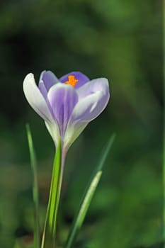 Crocus in pale purple
