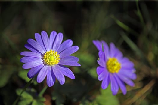 Balkan anemone Anemone blanda
