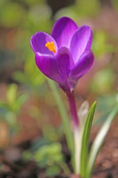 Purple Crocus