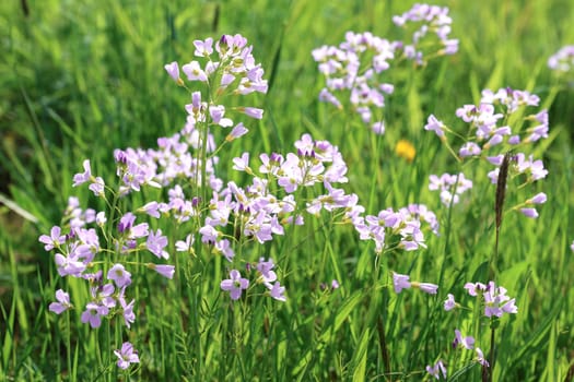Lush green meadow with wild flowers in spring.