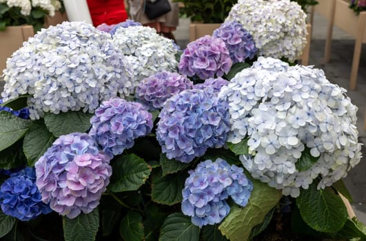closeup of a beautiful white and blue hydrangea in garden