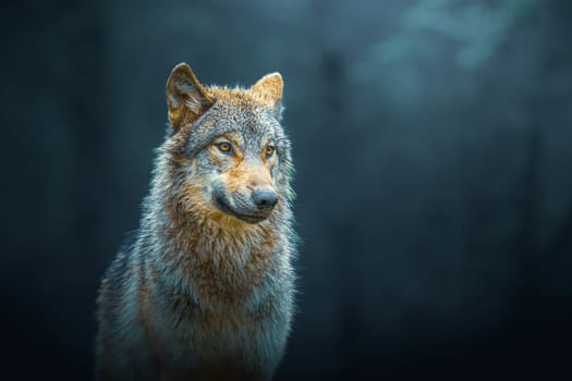 Gray wolf (Canis Lupus), also known as timber wolf, isolated in the forest