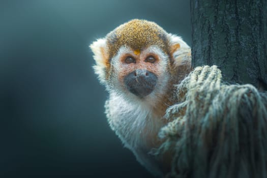 Common Squirrel Monkey (Saimiri sciureus) in a tree over dark
