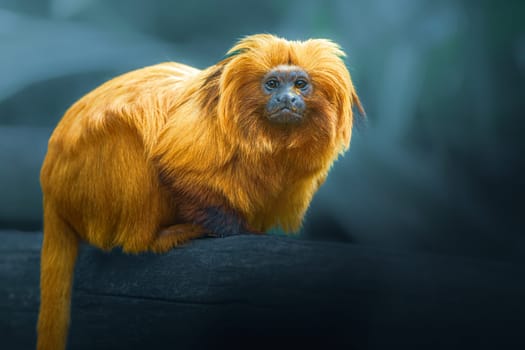 Golden Lion Tamarin, Leontopithecus rosalie, photography over blurry dark background
