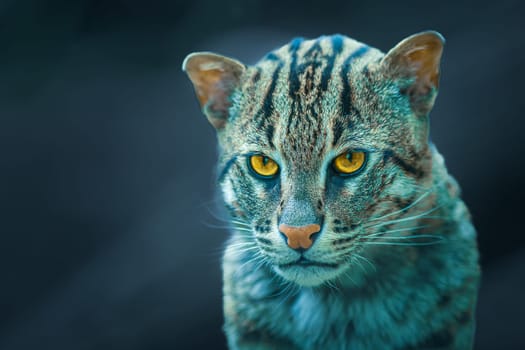 Portrait photography of fishing cat - Prionailurus viverrinus - a medium-sized wild cat of South and Southeast Asia.