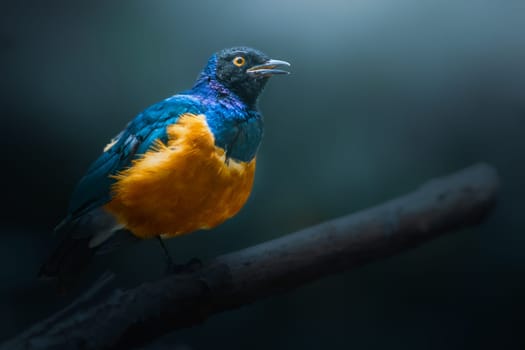 Superb starling perched on dead branch (Lamprotornis superbus) member of the starling family of birds.