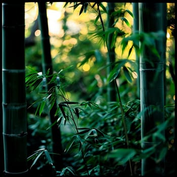 Sunlight filters through a bamboo forest, creating a serene bokeh effect, copy space.