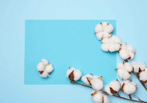 Cotton flower on a blue paper background, overhead. Minimalism flat lay composition, copy space