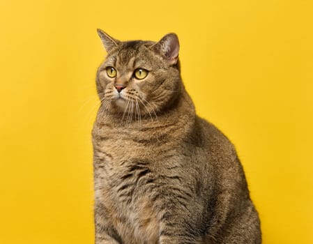 A cute adult straight-eared Scottish breed gray cat sits on a yellow background