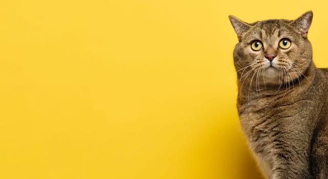 A cute adult straight-eared Scottish breed gray cat sits on a yellow background. Copy space