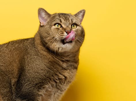 A cute adult straight-eared Scottish breed gray cat sits on a yellow background. The animal licks its lips