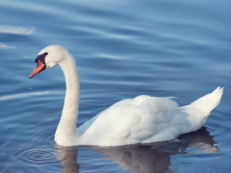 Beautiful White Swan Swims in a Lake.