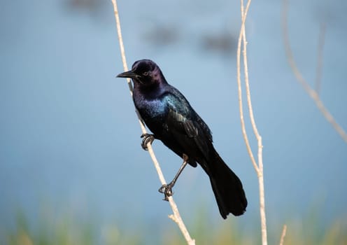Boat Tailed Grackle perching on branches