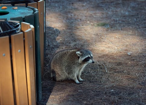 Fat Racoon near the park's garbage cans