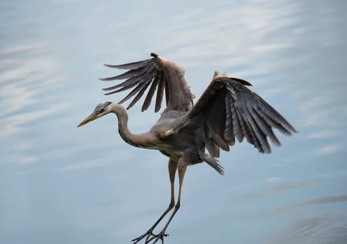 Great Blue Heron landing in Florida wetlands