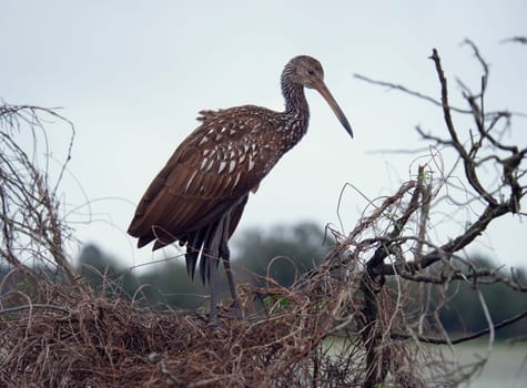 Limpkin Bird Perching on a Branch
