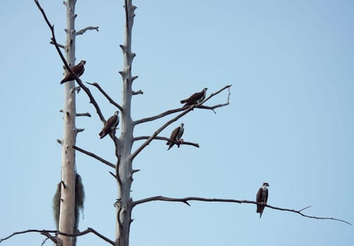 Ospreys on a dead tree in Florida wetlands