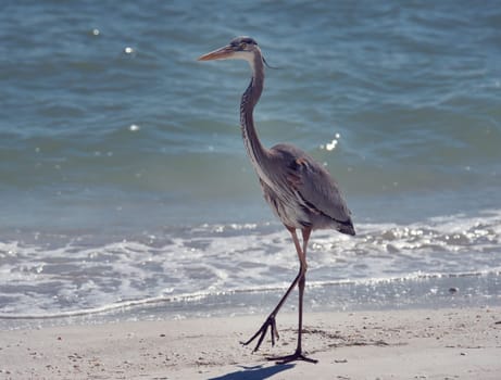 Great Blue Heron walking in florida beach