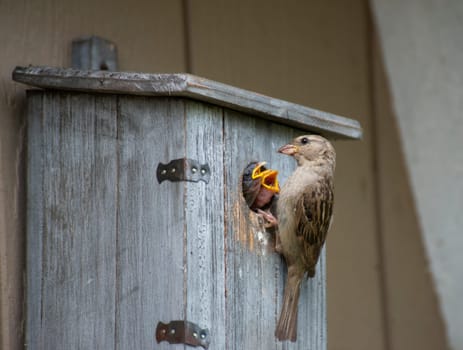 House sparrow feeds its chicks in a bird house on backyard.