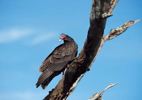 turkey vulture perches on a tree in Florida wetlands