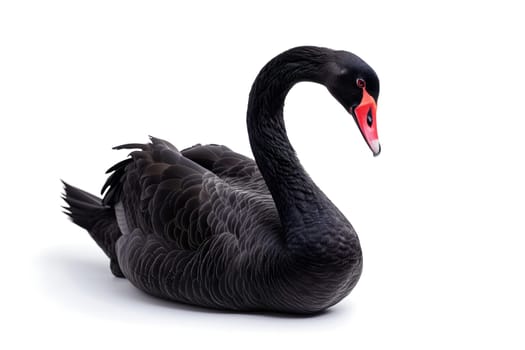Black swan on white background. Neural network generated image. Not based on any actual scene or pattern.