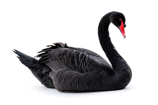 Black swan on white background. Neural network generated image. Not based on any actual scene or pattern.