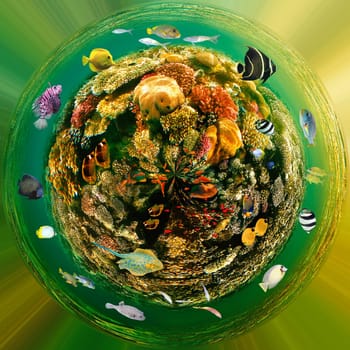 Coral Reef, Tropical Fish in the Red Sea. Underwater world. Coral reef and fishes