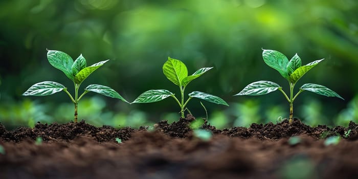 Green seedling growing in soil on nature background. New life concept
