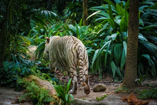 White Tiger Nestled in the jungle. Shooting Location: Singapore