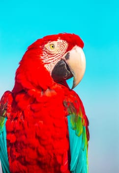 Red Scarlet macaw bird over a blue sky, vibrant colors vertical photography