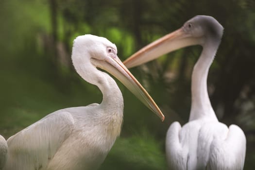 Couple of american white pelicans - pelecanus erythrorhynchos -. Photography taken in the nature