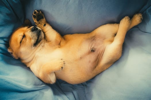 Newborn puppy sleeping on a blue blanket