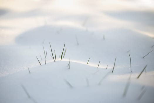 Spring grass emerging from the white snow