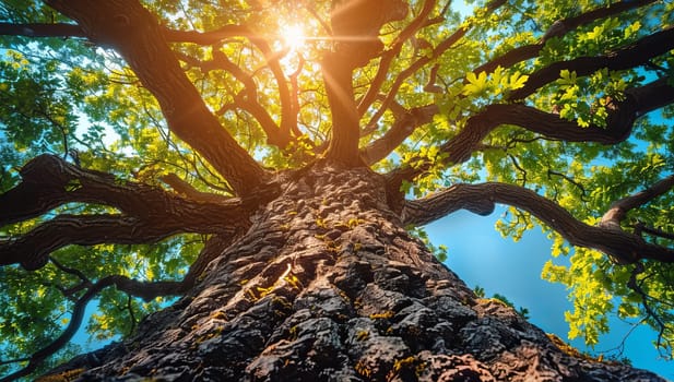 Old tree with sunbeams against blue sky
