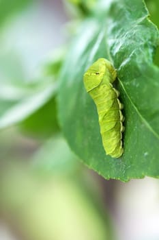 Swallowtail larva (Caterpillar) feeding on lemon leaf
