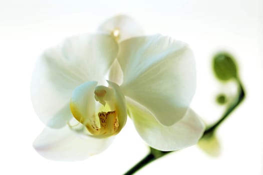 Close-up of white Phalaenopsis orchid flower